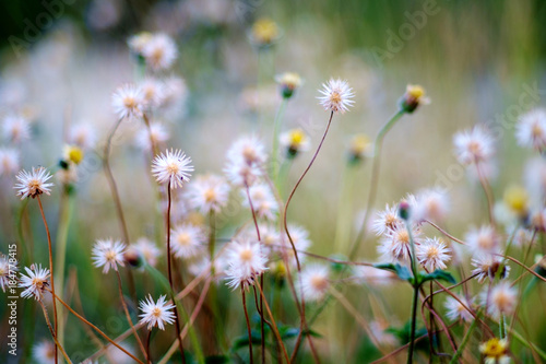white flower field roadside © workingascene