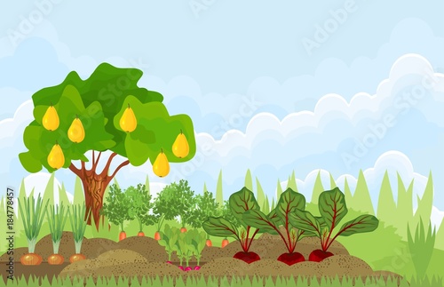 Kitchen garden or vegetable garden with different vegetables and fruit tree. Garden in the summer