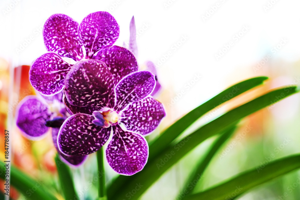 purple orchid purple orchid