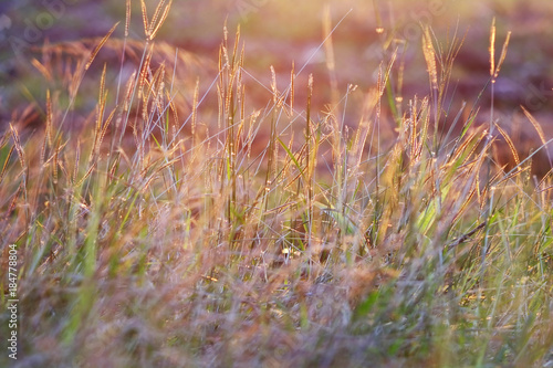 grass field sunset