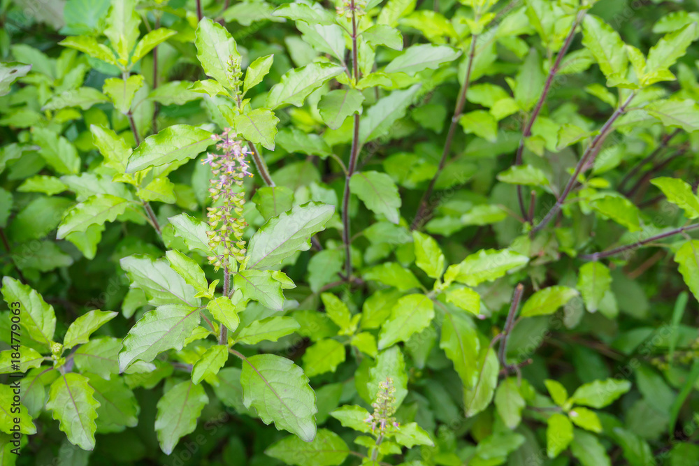 Holy basil or Sacred basil in organic garden Holy basil or Sacred basil in organic garden