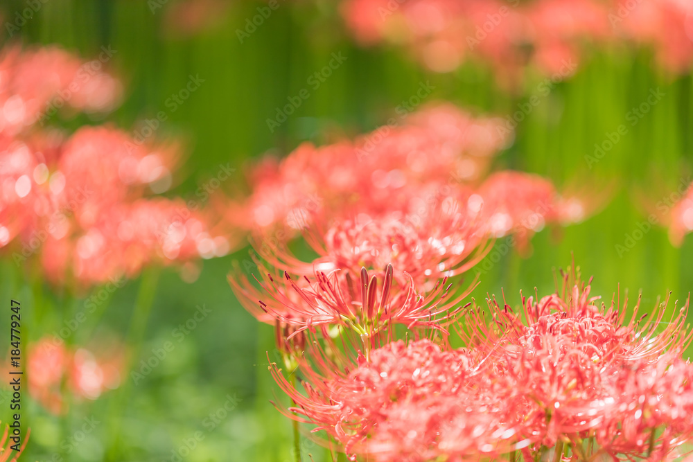 Close - up Red spider lily in autumn Close - up Red spider lily in autumn