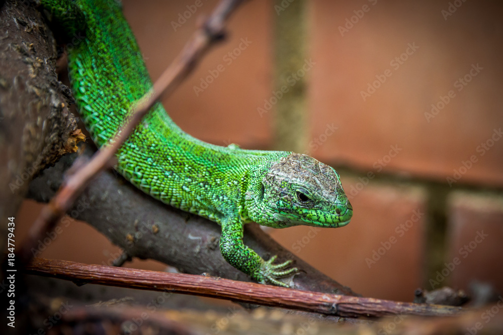 the lizard creeps along the branches the lizard creeps along the branches