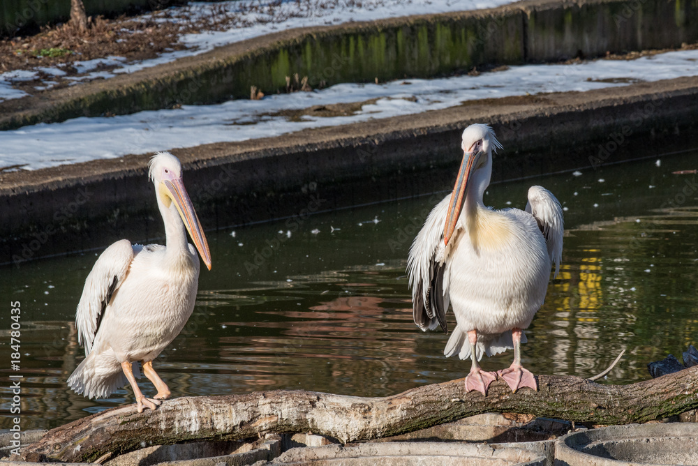 Pink Pelican in the wild. Disappearing species of feathered animals. Pink Pelican in the wild. Disappearing species of feathered animals.