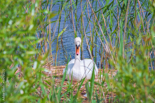 white swan in the nest, in the reeds near the shore of the lake photo