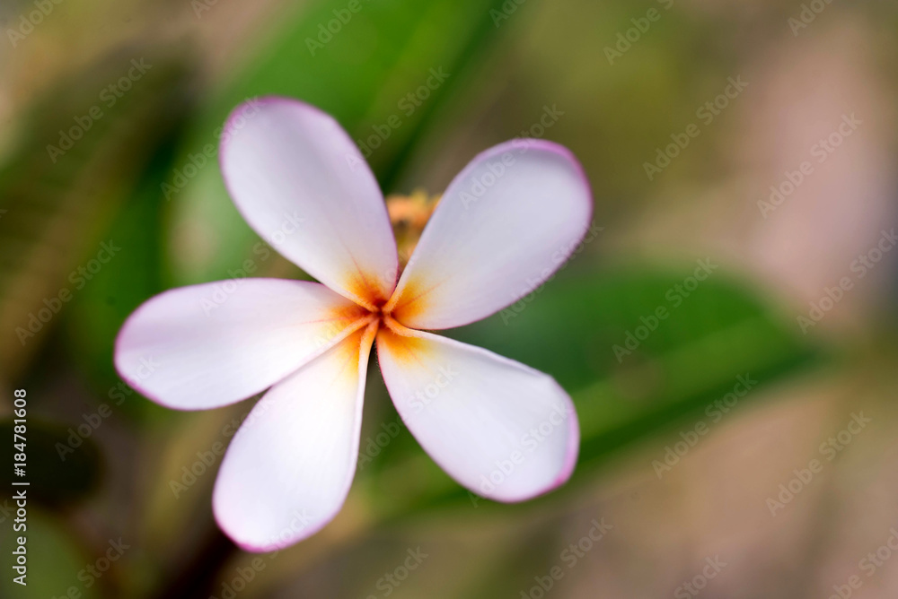 closup  plumeria  flower
