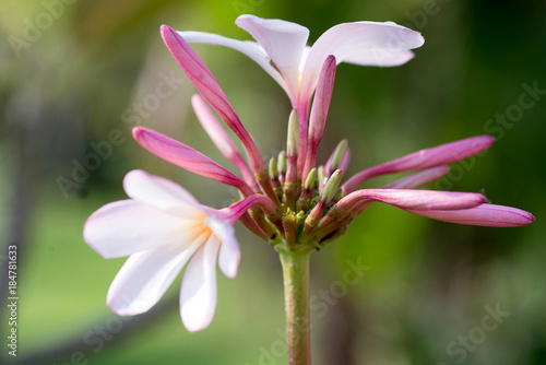 closup plumeria flower