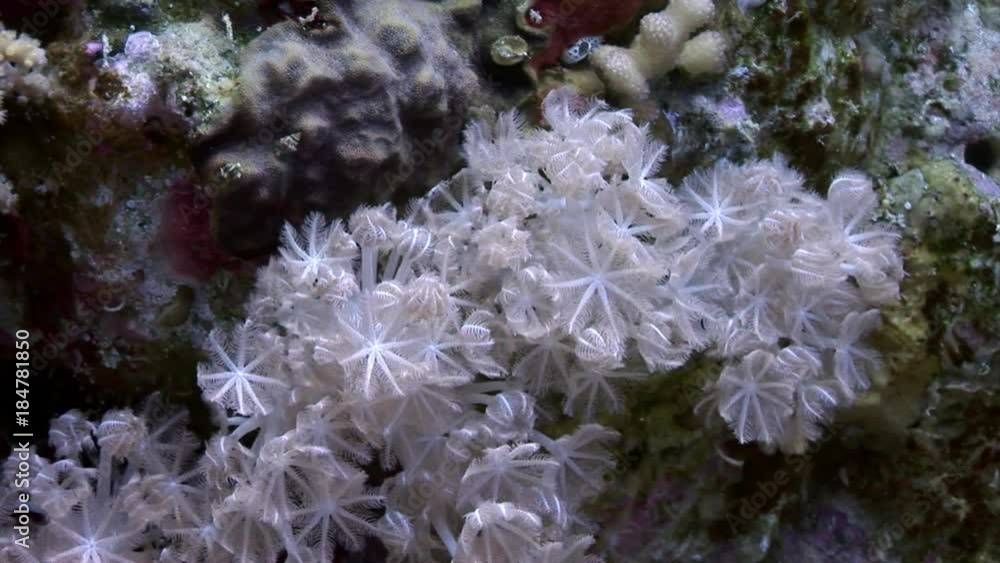 Underwater relax video about coral reef of Red sea. Bright marine nature on background of beautiful lagoon. Underwater relax video about coral reef of Red sea. Bright marine nature on background of beautiful lagoon.