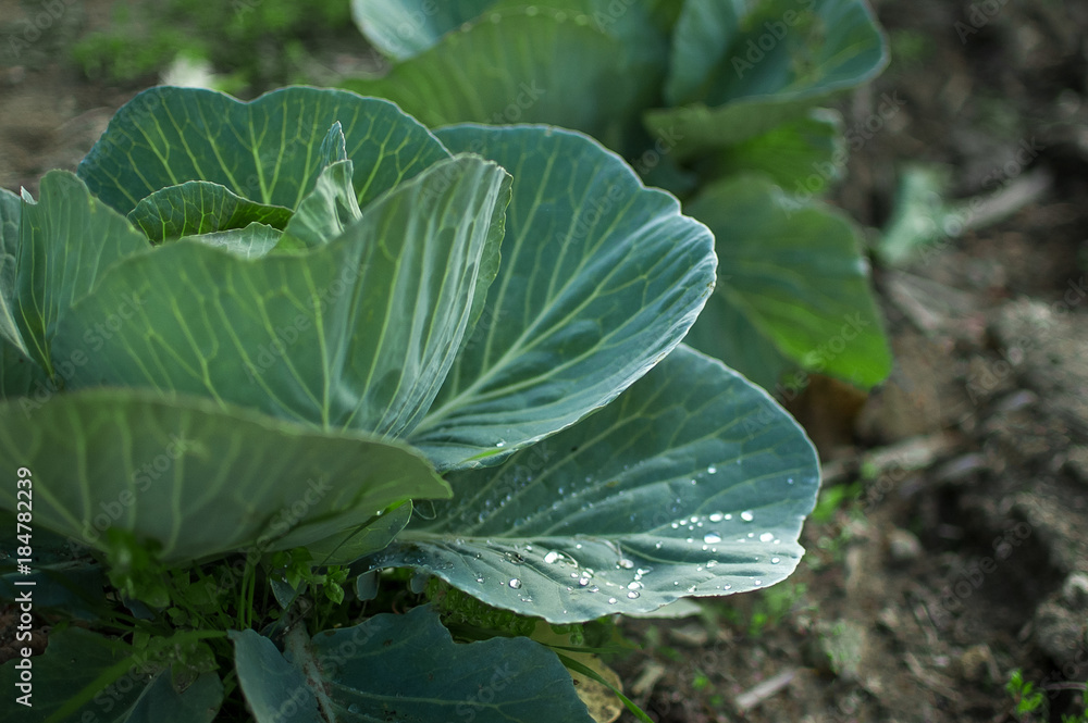 Big fresh cabbage Big fresh cabbage
