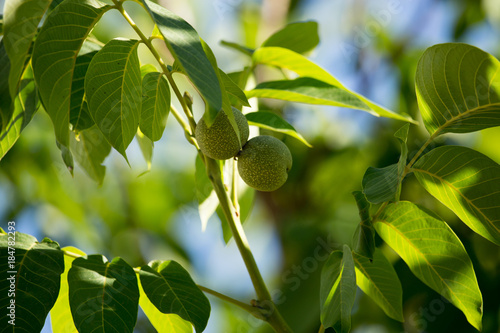 Green walnuts on a tree branch