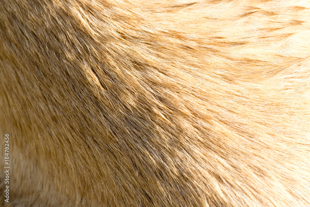 Wool of a dog as an abstract background Wool of a dog as an abstract background