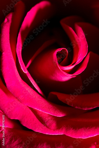 Petals of a red rose as a background