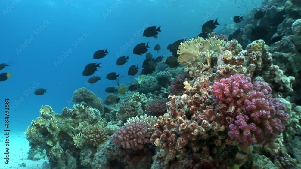 School of fish underwater Red sea. Relax video about marine nature of beautiful lagoon. School of fish underwater Red sea. Relax video about marine nature of beautiful lagoon.