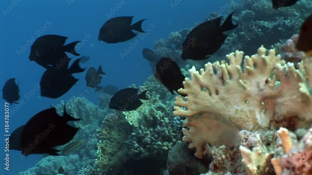 School of fish underwater Red sea. Relax video about marine nature of beautiful lagoon. School of fish underwater Red sea. Relax video about marine nature of beautiful lagoon.