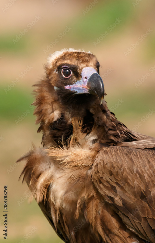 Fototapeta premium The majestic black vulture