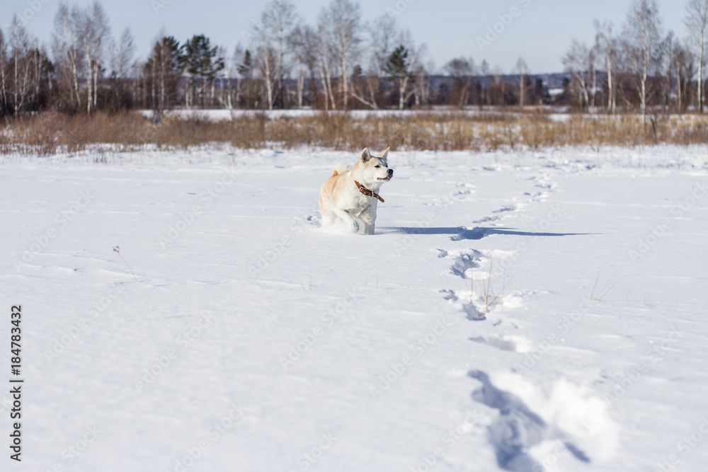 Beautiful funny smart pedigree dog Japanese Akita Inu stands in a snow field with his tongue sticking out in winter on a natural mountain forest background. Beautiful funny smart pedigree dog Japanese Akita Inu stands in a snow field with his tongue sticking out in winter on a natural mountain forest background.