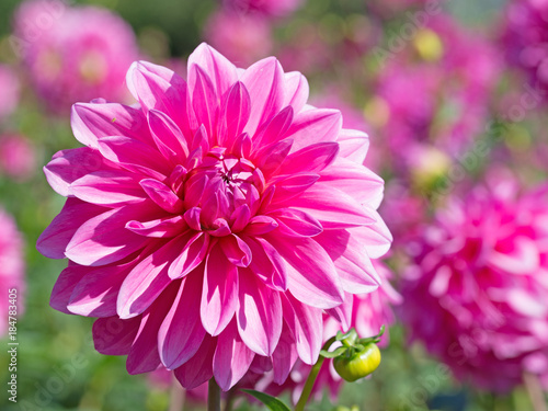 Fototapeta Naklejka Na Ścianę i Meble -  Dahlien, Dahlias