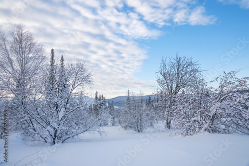 Winter landscape with rowan trees in the snow and a beautiful sky. © papava