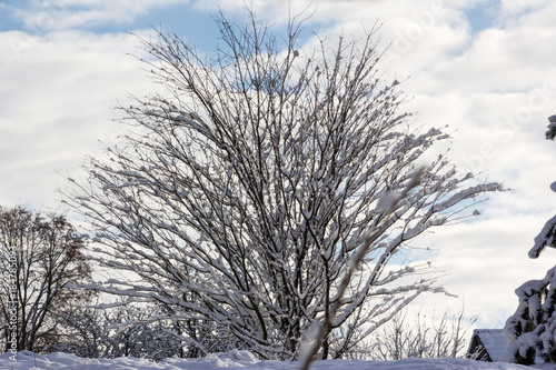  Tree sprinkled with fresh snow with icy branches © Monika