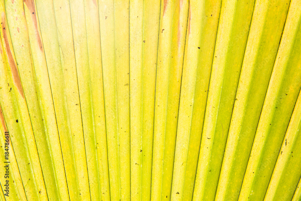 Sunny palm tree leaf close-up