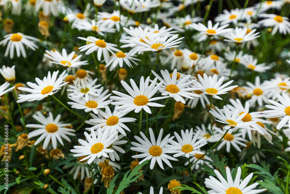 Fototapeta premium Chamomile flowers - floral background