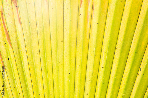 Obraz na płótnie Sunny palm tree leaf close-up w salonie