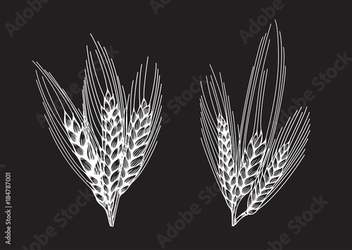 Wheat bread ears sketch