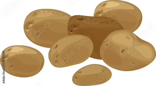 Unpeeled potato tubers on white background