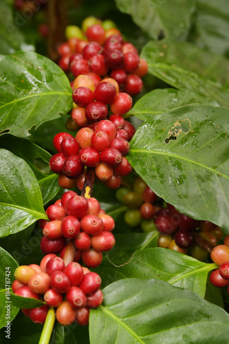 Coffee beans ripening on a tree.