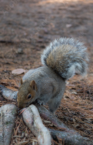 Foraging squirrel