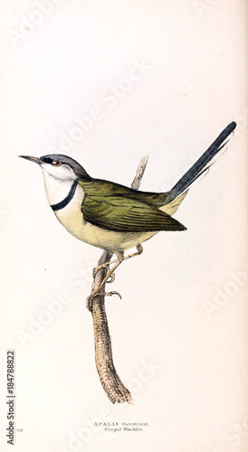 Illustration of birds.  photo