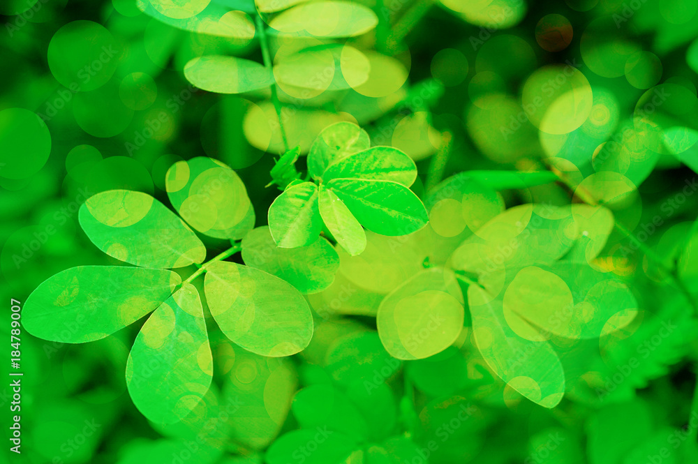 spring green leaves texture with green bokeh background spring green leaves texture with green bokeh background