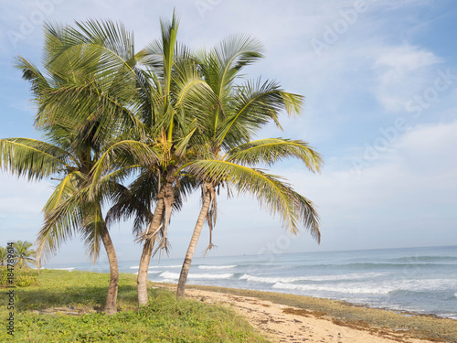 Fototapeta Naklejka Na Ścianę i Meble -  Palm trees on the beach