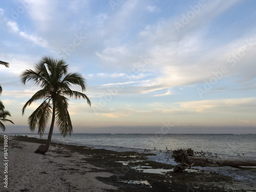 Silhouettes of palm trees, tropics, sunset, sky