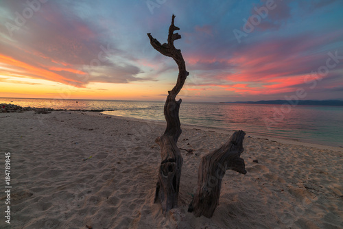 Skeletal braided tree trunk with romantic colorful sunset on the beach of Tanjun Karang, Central Sulawesi, Indonesia. Wide angle shot, long exposure, blurred motion. photo