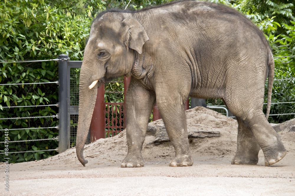Naklejka premium młody słoń