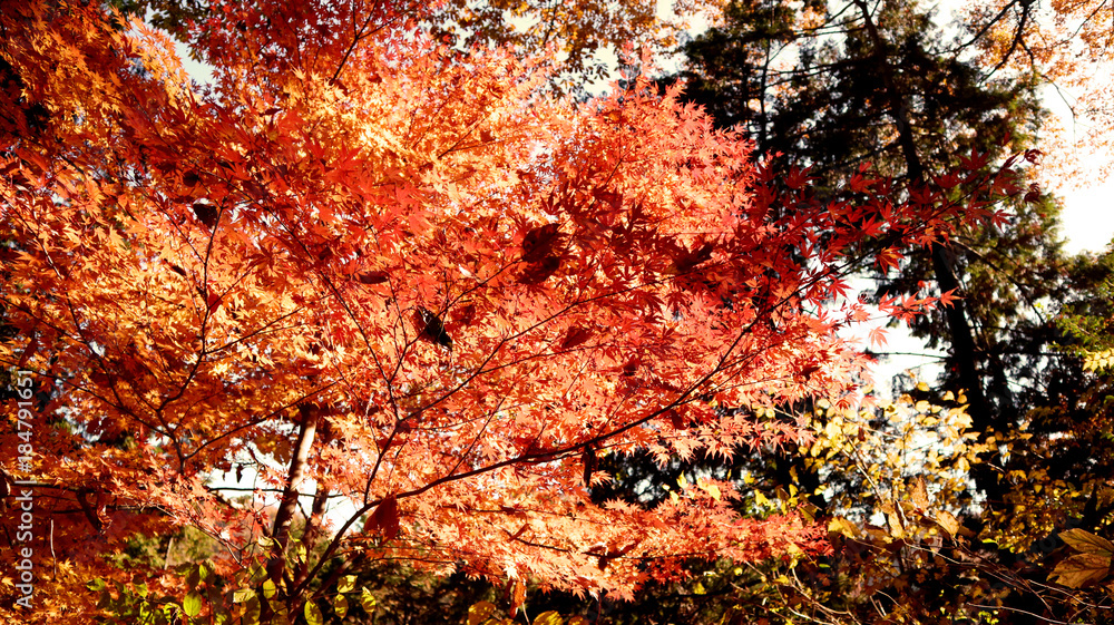 Red Leaves in Mount Takao, Japan