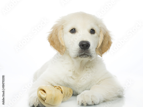 puppy with bone © Leonid & Anna Dedukh