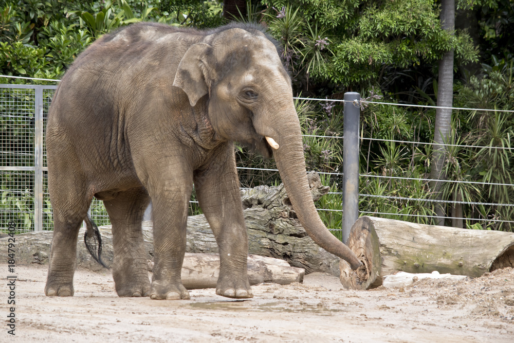 Naklejka premium young elephant