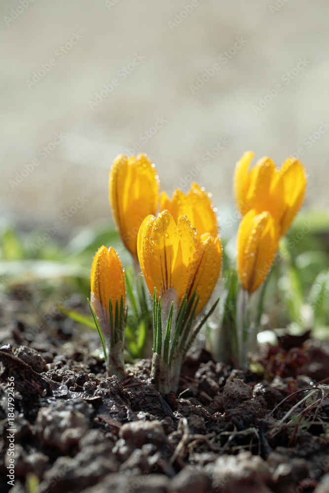 Crocuses yellow blossom in the spring on a bright sunny day. Dew drops on primroses that grow in the garden in the open ground.
Crocuses yellow blossom in the spring on a bright sunny day. Dew drops on primroses that grow in the garden in the open ground.
