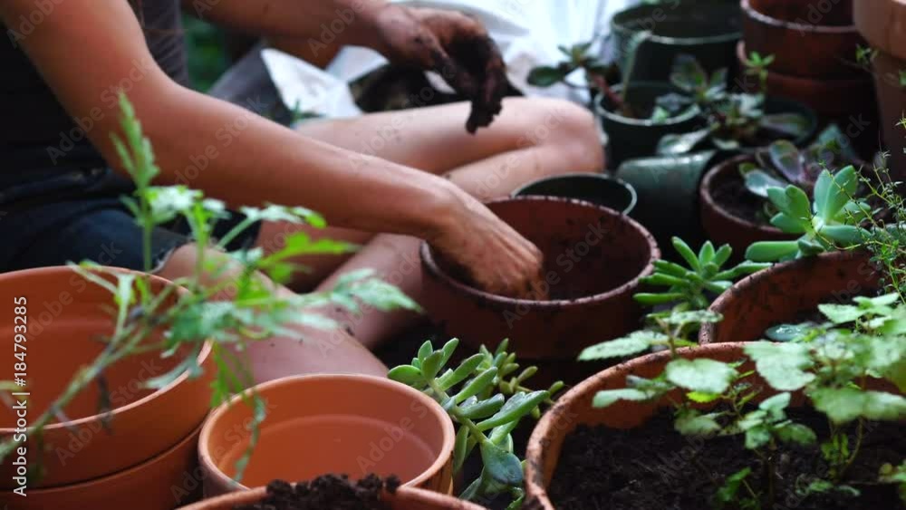 An attractive young native woman uses her hands to scoop potting soil and plant herbs and succulent plants in red clay pots, while kneeling on a rustic deck with a lush jungle background. An attractive young native woman uses her hands to scoop potting soil and plant herbs and succulent plants in red clay pots, while kneeling on a rustic deck with a lush jungle background.