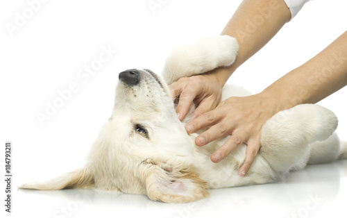 human hands playing with a puppy © Leonid & Anna Dedukh