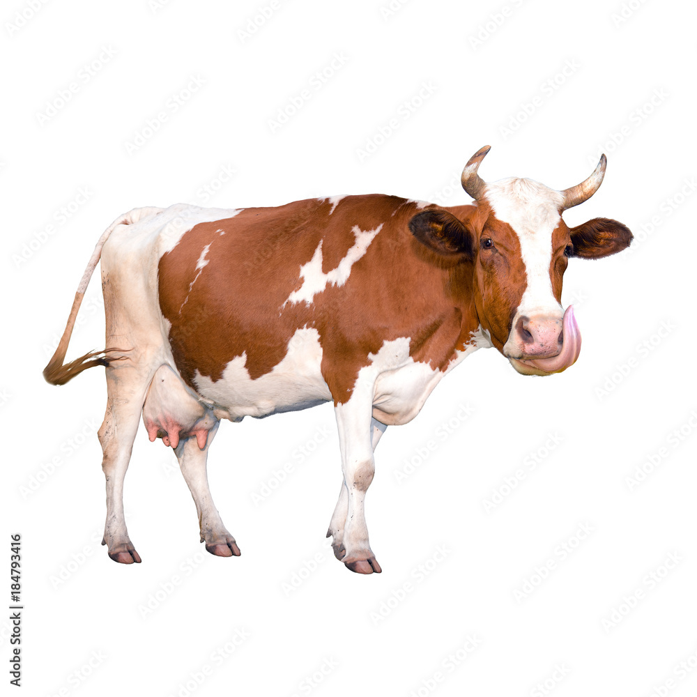 The cow licks its face with its tongue. Isolated. A series of photos