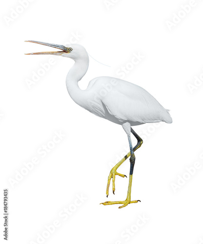 The white heron stands with an open beak. Isolated