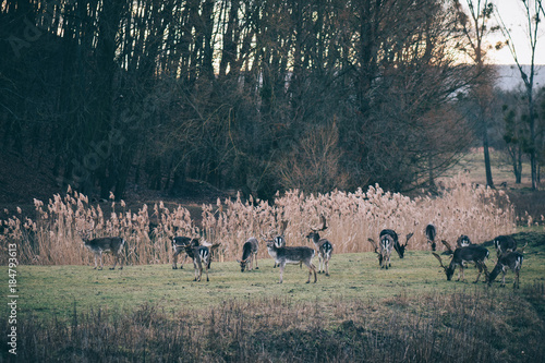 Wildlife. Herd of deer. Deer hunting. Animals in the wild. Landscape with animals. 