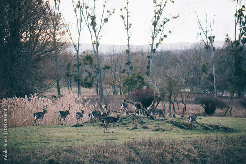 Fototapeta Naklejka Na Ścianę i Meble -  Herd of deer. Deer hunting. Animals in the wild. Landscape with animals.  Wildlife.