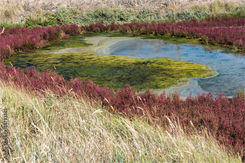 Paysage naturel des salines sur l'île de Ré