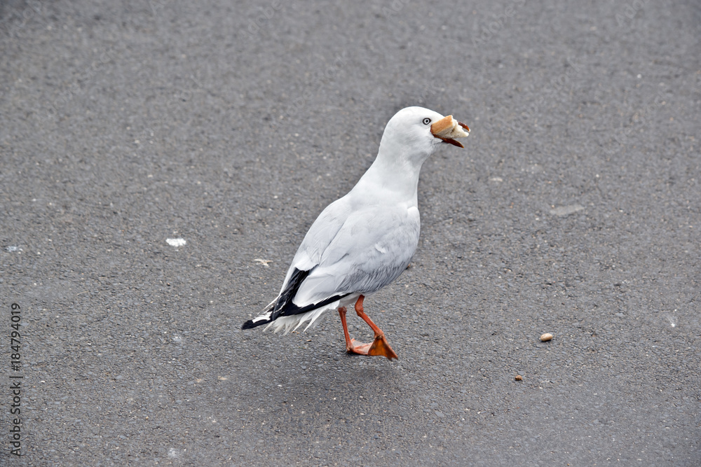 Obraz premium seagull