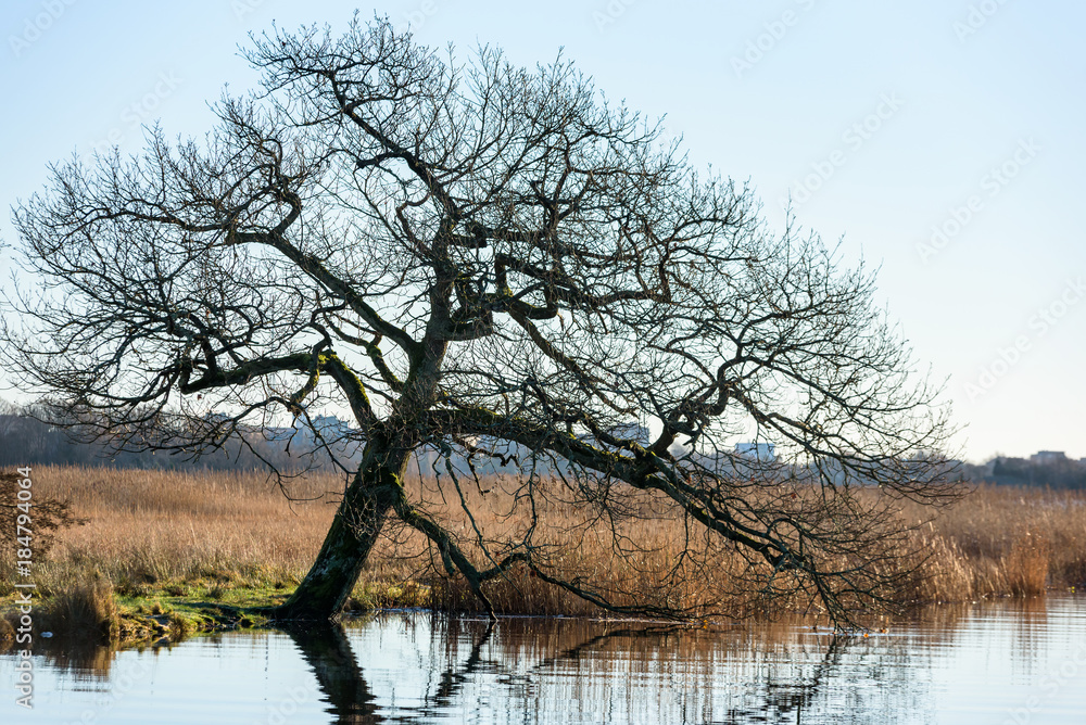 Obraz premium Bare tree reaching out into the water from the shore.