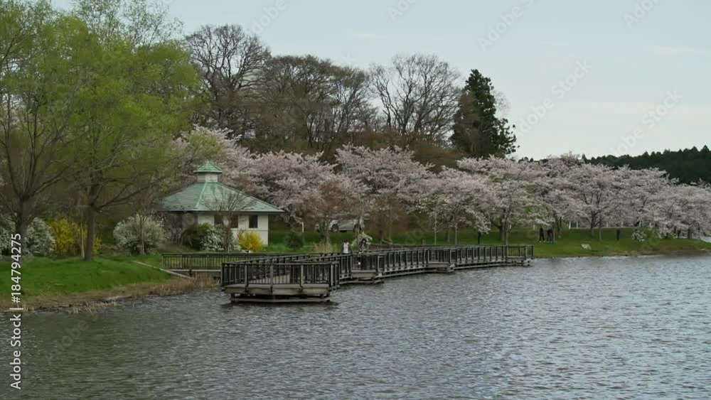 宮城県 平筒沼の桜 Cherry blossoms in Byoudounuma Japan 宮城県 平筒沼の桜 Cherry blossoms in Byoudounuma Japan